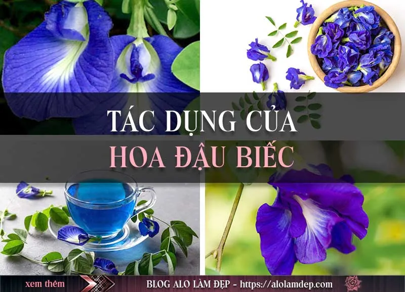 2 cách làm đẹp từ hoa đậu biếc ít ai ngờ tới cực đơn giản