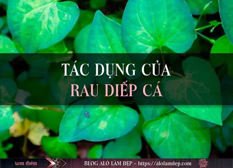 3 cách làm đẹp bằng rau diếp cá trị mụn, trắng da cực hiệu quả