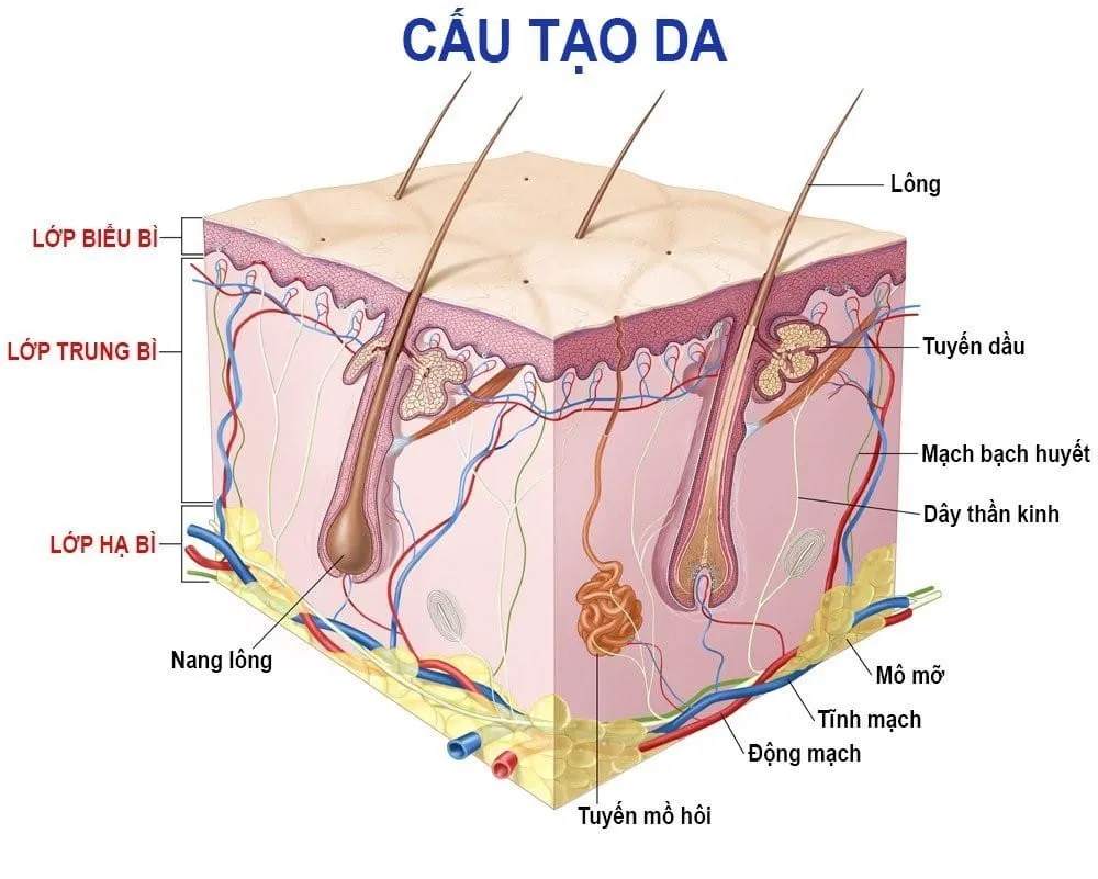 Da mỏng nổi mạch máu – Nỗi ám ảnh của nhiều chị em và cách khắc phục hiệu quả