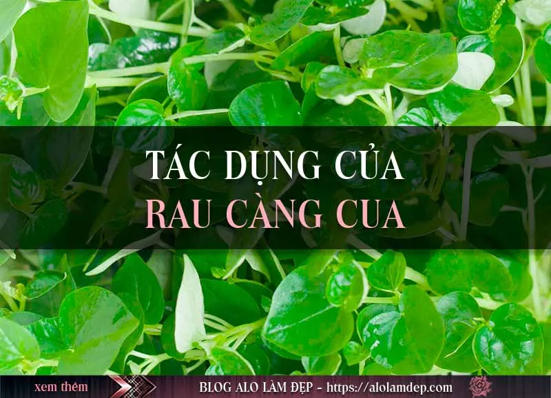 Top 3 cách làm đẹp da bằng rau càng cua không phải ai cũng biết