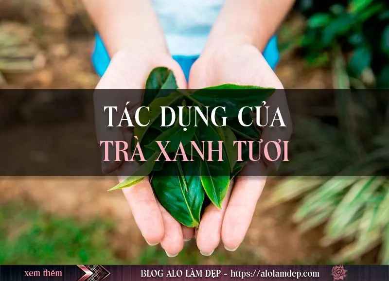 Top 3 cách làm đẹp với trà xanh tươi mà chị em phụ nữ nào cũng nên biết